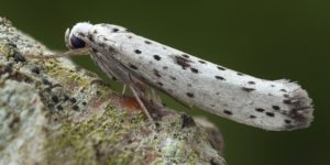 Black-tipped Ermine Moth (Yponomeuta plumbella). Image: Patrick Clement, Flickr (CC)