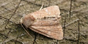 Cloaked Minor Moth (Mesoligia furuncula). Image: Donald Hobern, Flickr (CC)