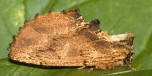 Coxcomb Prominent Moth (Ptilodon capucinus). Image: Olaf Leillinger, Wikimedia Commons (CC)