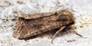Dingy Shears Moth (Fissipunctia ypsillon). Image: Ben Sale, Flickr (CC)