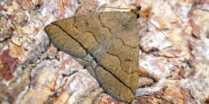 Fan-foot Moth (Herminia tarsipennalis). Image: Ben Sale, Flickr (CC)