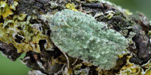 Lichen Button Moth (Acleris literana). Image: Patrick Clement, Flickr (CC)