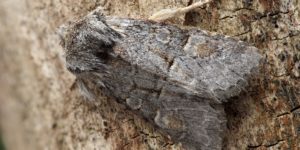 Minor Shoulder-knot Moth (Brachylomia viminalis). Image: Patrick Clement, Flickr (CC)