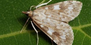 Olive Pearl Moth (Udea olivalis). Image: Ilia Ustyantsev, Flickr (CC)