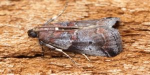 Thicket Knot-horn Moth (Acrobasis suavella). Image: Ben Sale, Flickr (CC)