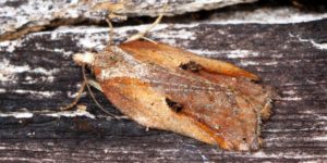 Tufted Button Moth (Acleris cristana). Image: Ben Sale, Flickr (CC)