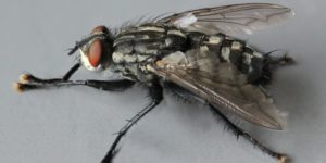 A variegated flesh fly (Sarcophaga variegata). Image: Janet Graham, Wikimedia Commons (CC)