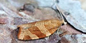 White-faced Tortrix Moth (Pandemis cinnamomeana). Image: Ben Sale, Flickr (CC)