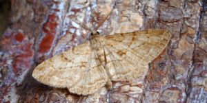 Willow Beauty Moth (Peribatodes rhomboidaria). Image: Ben Sale, Flickr (CC)