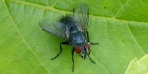 A tachinid fly (Epicampocera succincta). Image: Gail Hampshire, Flickr (CC)