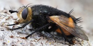 A tachinid fly (Nowickia ferox). Image: Frank Vassen, Flickr (CC)