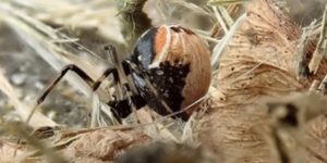 A spider (Parasteatoda lunata). Image: Geoff Oxford, University of York (CC)