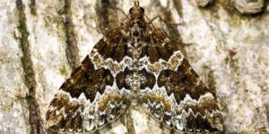 Broken-barred Carpet Moth (Electrophaes corylata). Image: Ben Sale, Flickr (CC)
