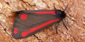 Cinnabar Moth (Tyria jacobaeae). Image: Ben Sale, Flickr (CC)