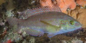 Corkwing Wrasse (Symphodus melops). Image: Diego Delso, Wikimedia Commons (CC)