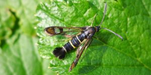 Currant Clearwing Moth (Synanthedon tipuliformis). Image: Gail Hampshire, Flickr (CC)