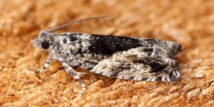 Grey Poplar Bell Moth (Epinotia nisella). Image: Ben Sale, Flickr (CC)