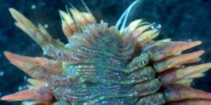 King Ragworm (Alitta virens). Image: Marine Biological Association (CC)
