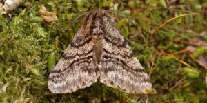 Brindled Beauty Moth (Lycia hirtaria). Image: Ben Sale, Flickr (CC)
