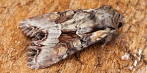 Light Brocade Moth (Lacanobia w-latinum). Image: Ben Sale, Flickr (CC)