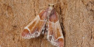 Meal Moth (Pyralis farinalis). Image: Ben Sale, Flickr (CC)