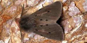 Muslin Moth (Diaphora mendica). Image: Ben Sale, Flickr (CC)