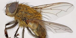 Narrow-cheeked Clusterfly (Pollenia angustigena). Image: Janet Graham, Flickr (CC)