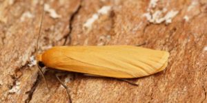 Orange Footman Moth (Eilema sororcula). Image: Ben Sale, Flickr (CC)