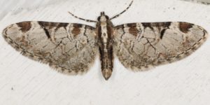 Pinion-spotted Pug Moth (Eupithecia insigniata). Image: Donald Hobern, Flickr (CC)