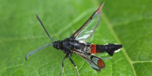 Red-tipped Clearwing (Synanthedon formicaeformis). Image: Patrick Clement, Flickr (CC)