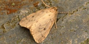 Round-winged Muslin Moth (Thumatha senex). Image: Ben Sale, Flickr (CC)