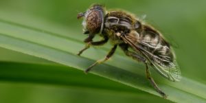 Small Spotty-eyed Dronefly (Eristalinus sepulchralis). Image: Frank Vassen, Flickr (CC)