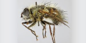 A tachinid fly (Tachina lurida). Image: Janet Graham, Flickr (CC)