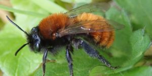 Tawny Mining Bee (Andrena fulva). Image: Liam Crowley, University of Oxford (CC)