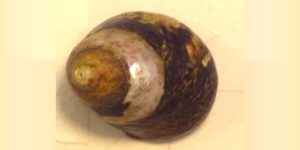 Thick Topshell (Phorcus lineatus). Image: Marine Biological Association (CC)