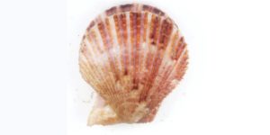 Variegated Scallop (Mimachlamys varia). Image: Marine Biological Association (CC)