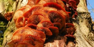 Velvet Shank (Flammulina velutipes). Image: Peter O'Connor, Flickr (CC)