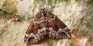 Water Carpet Moth (Lampropteryx suffumata). Image: Patrick Clement, Flickr (CC)