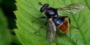 Pine Hoverfly (Blera fallaz). Image: Frank Vassen, Flickr (CC)