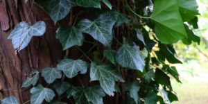 Common Ivy (Hedera helix). Image: Luke Lythgoe, Wellcome Sanger Institute (CC)