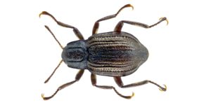 A riffle beetle (Elmis aenea). Image: Udo Schmidt, Flickr (CC)