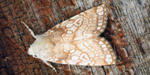 Heart Moth (Dicycla oo). Image: Ben Sale, Flickr (CC)