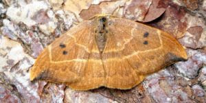 Oak Hook-tip Moth (Watsonalla binaria). Image: Ben Sale, Flickr (CC)