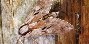 Pine Hawkmoth (Sphinx pinastri). Image: Ben Sale, Flickr (CC)