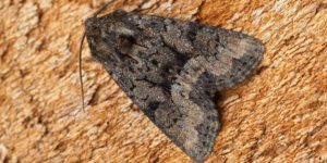 Tawny Marbled Minor Moth (Oligia latruncula). Image: Ben Sale, Flickr (CC)