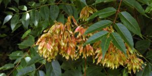 Tree Of Heaven (Ailanthus altissima). Image: Rudolf Schäfer, Flickr (CC)