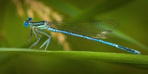 White-legged Damselfly (Platycnemis pennipes). Image: hedera.baltica, Flickr (CC)