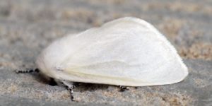 White Satin Moth (Leucoma salicis). Image: Ben Sale, Flickr (CC)